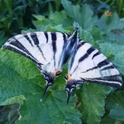 EiZ - JULY RAIN слушать онлайн