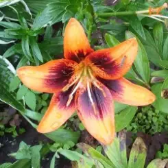 Обложка EiZ - Я тебя видел с другим