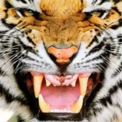 Обложка Ottosiderspunk - Crouching Tiger