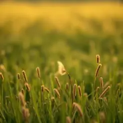 Обложка Сергей Видов - Святая Русь