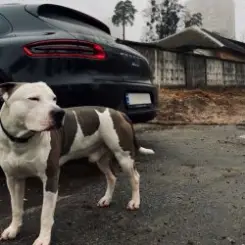 Обложка KRBK - 38 строчек