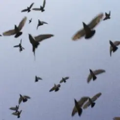 Обложка Околиця & melancholydi - хтось когось