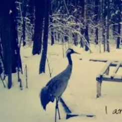 Обложка Вороняче око - чорнобривці (prod. anticøn)