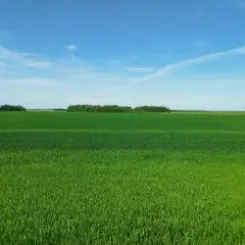 Обложка Гильяс - Трава